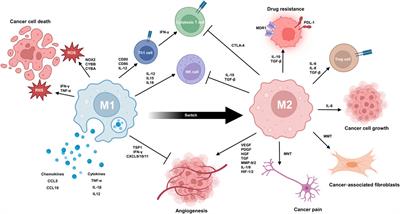 Tumour-associated macrophages: versatile players in the tumour microenvironment